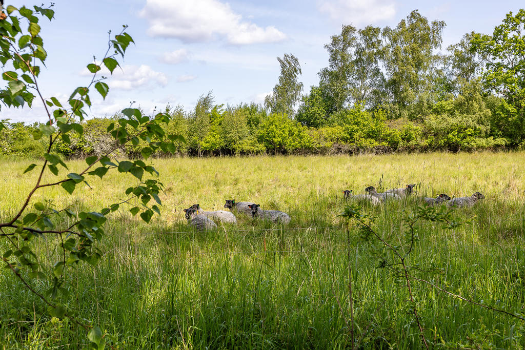 Vacker promenad ner till badplats! 