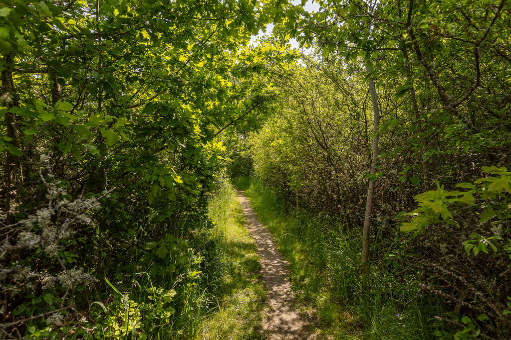 Vacker promenad ner till badplats! 