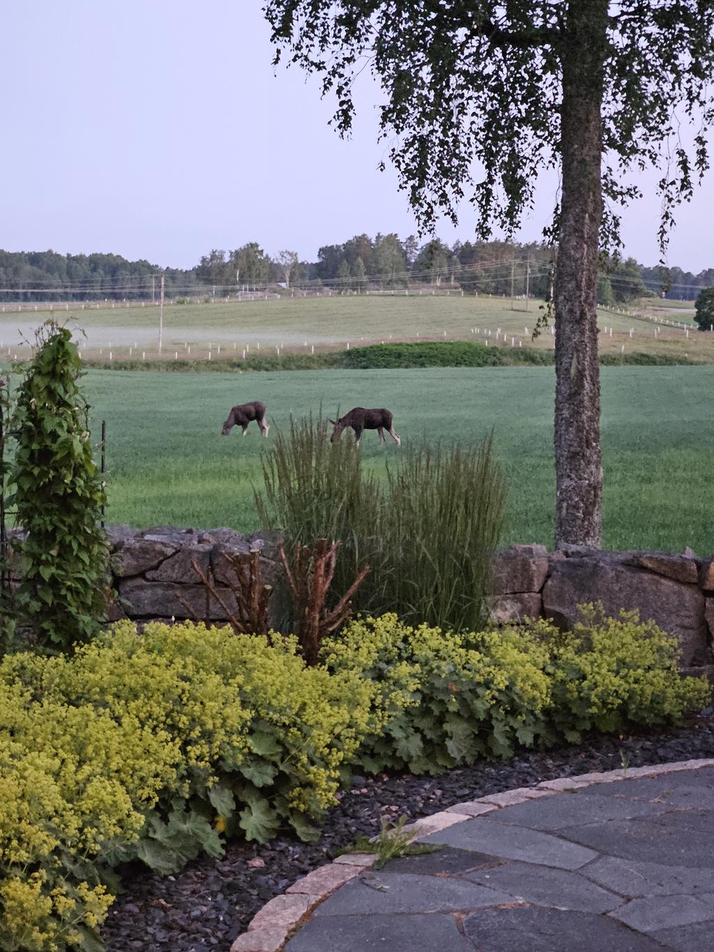 Säljarens egna bilder 