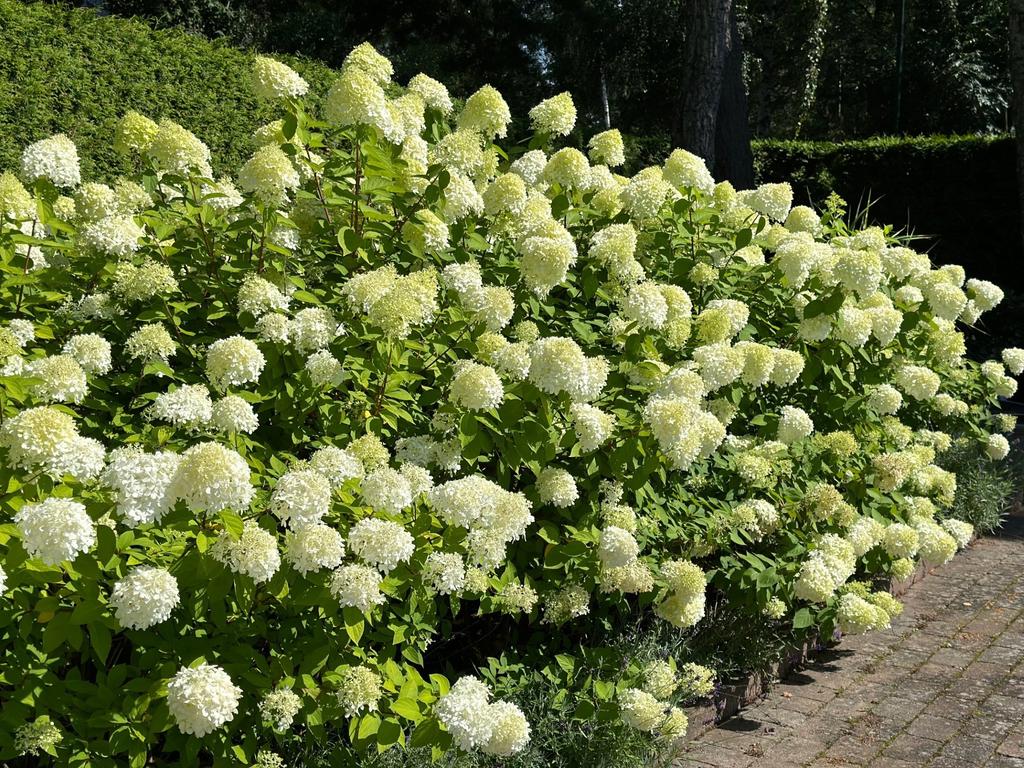 Säljarens egna sommarbild