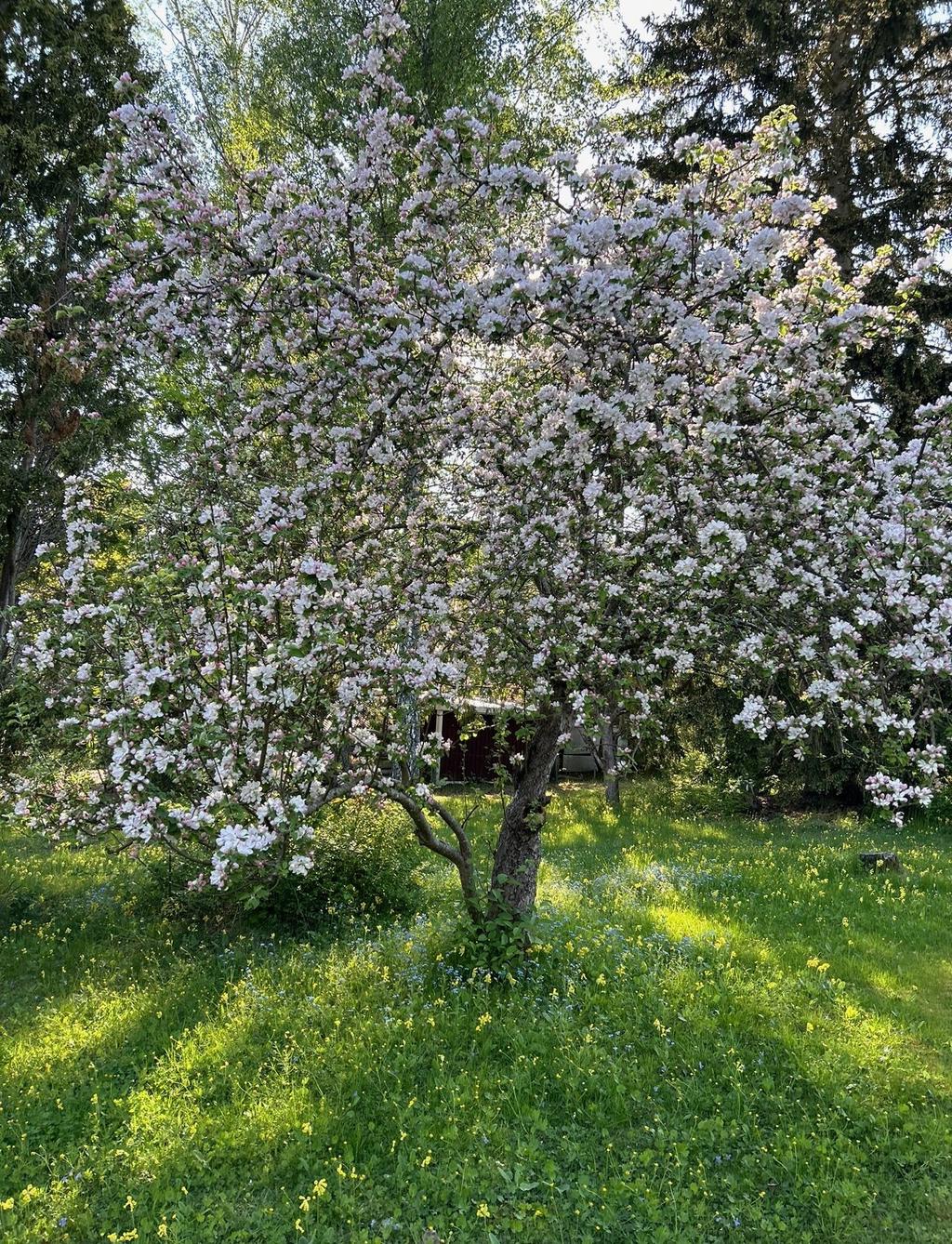 Säljarens sommarbild