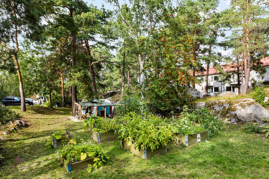 Föreningens odlingspallar och sommarhöns