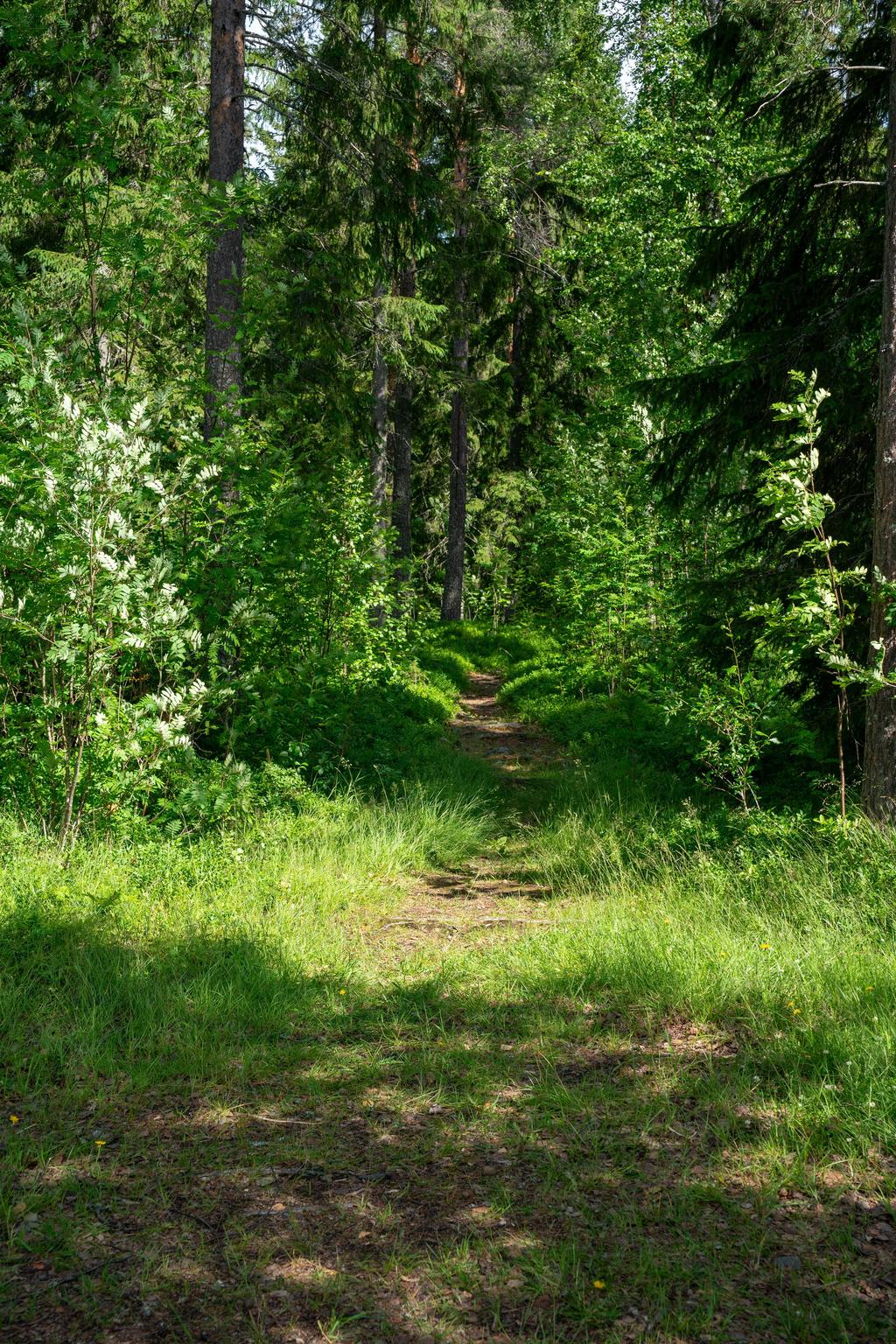 Mysig omgivning i skogen