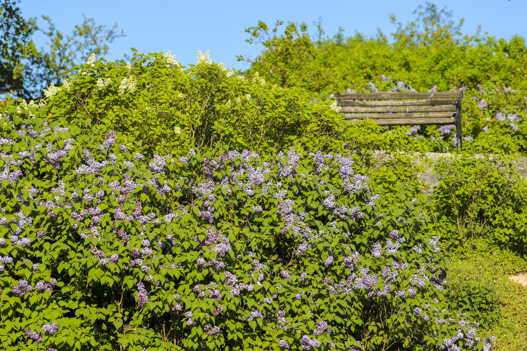 Uteplats i trädgården på berget med utsikt