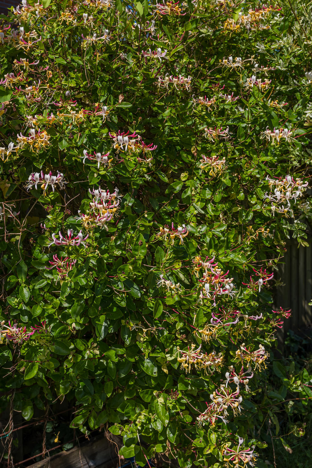 Fina blommor i trädgården