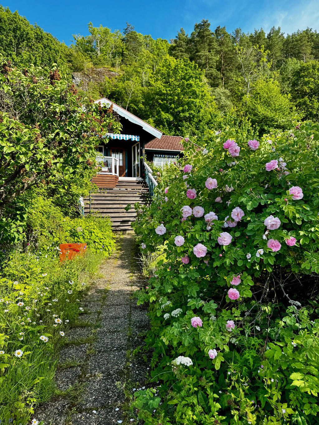 Säljarens bild på rosor i blom