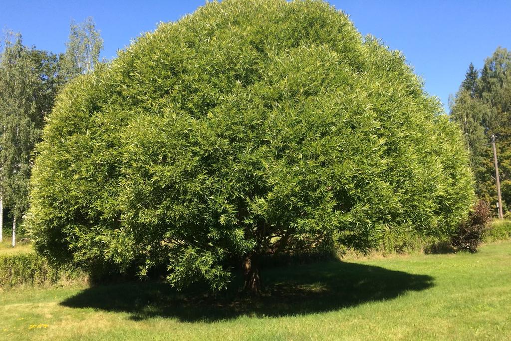 Ägarens sommarbild