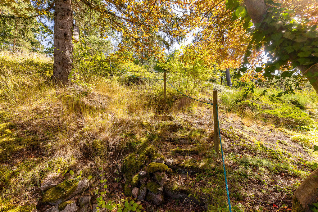 Trädgård