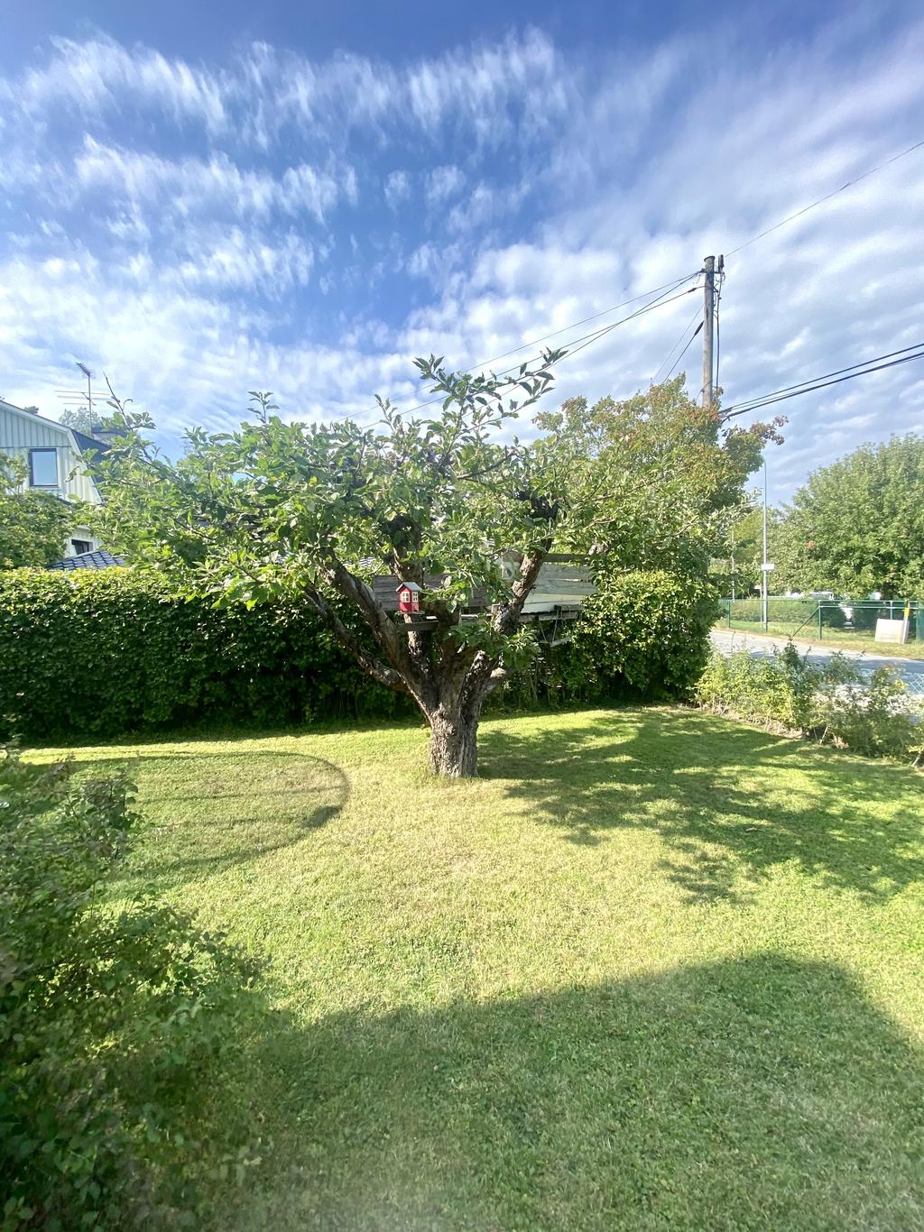 Ett av fler fruktträd