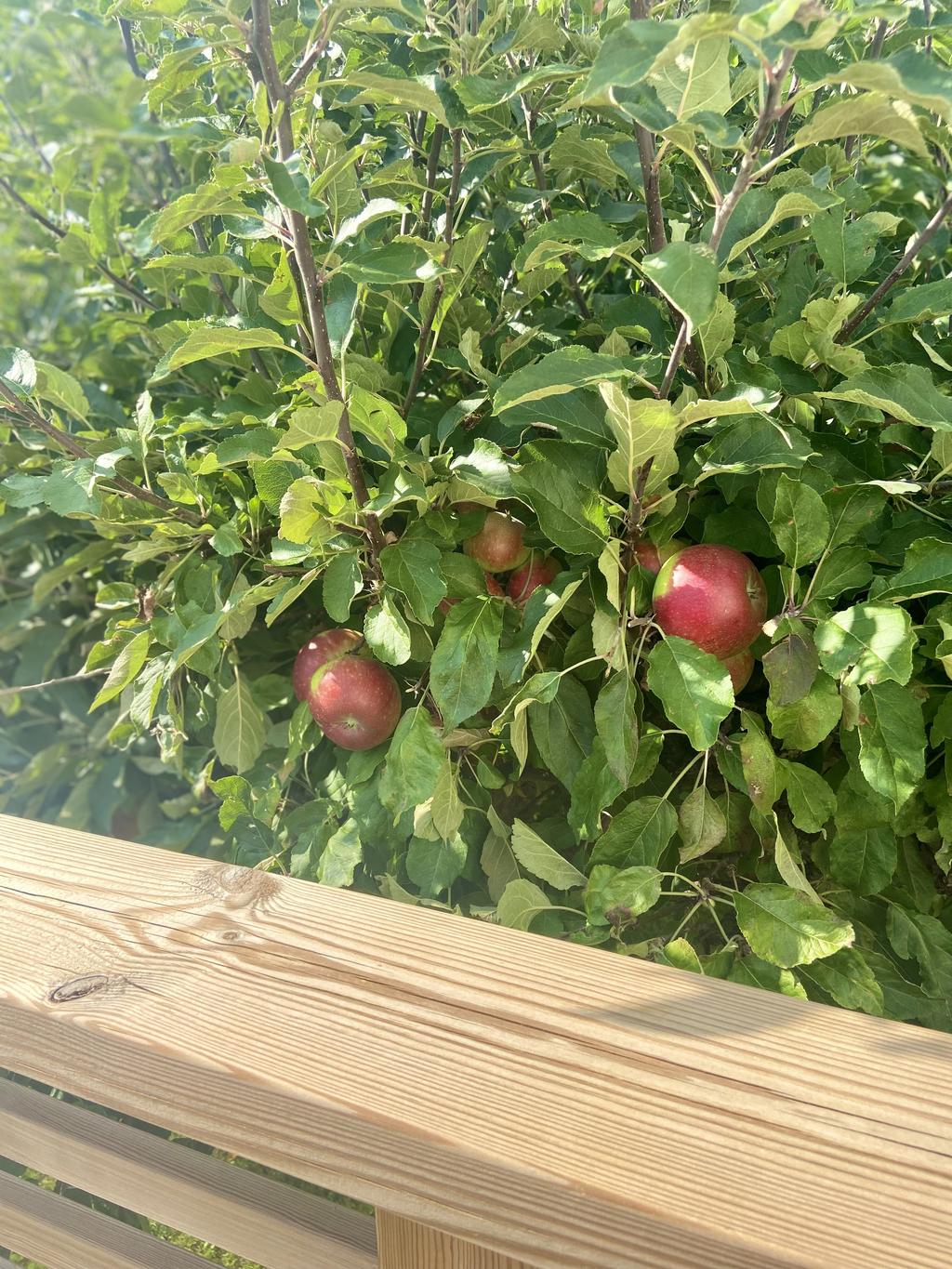 Där du kan plocka äpplen från altanen!