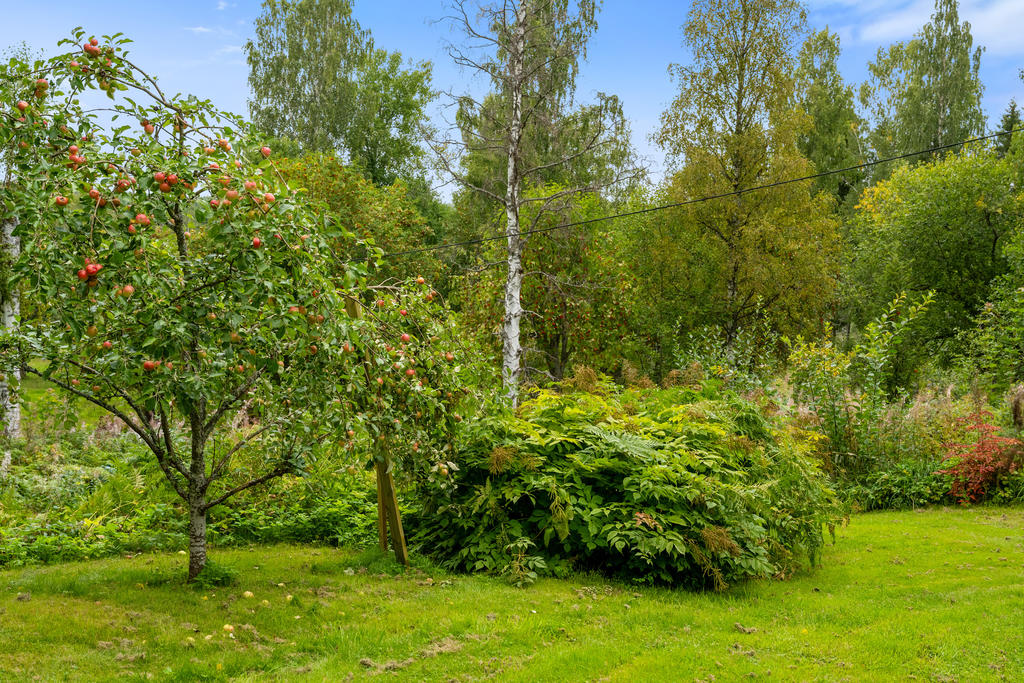 Trädgård