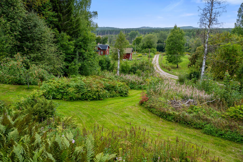 Trädgård