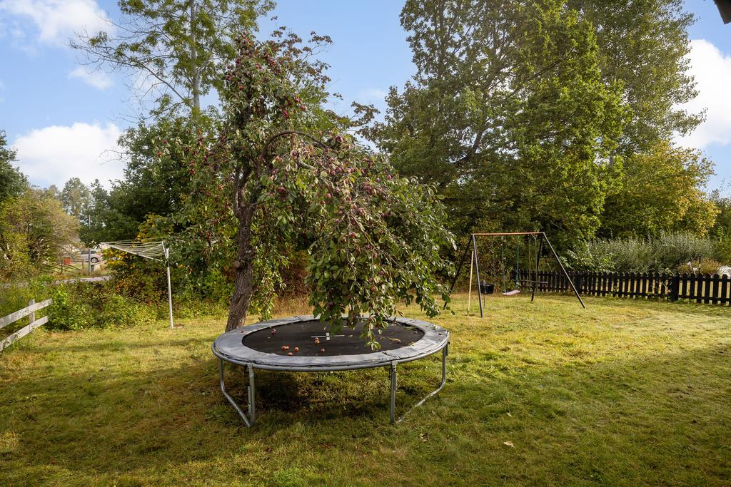 Plommonträd och trädgård