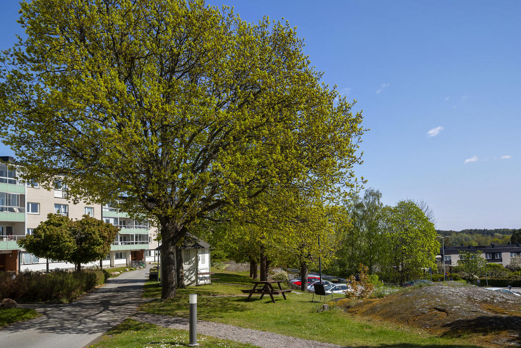 Lummigt på föreningens innergård