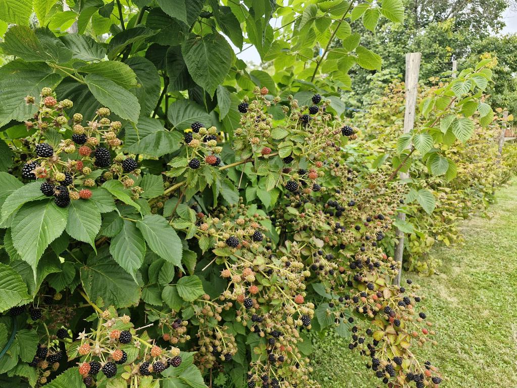 Massor av björnbär!