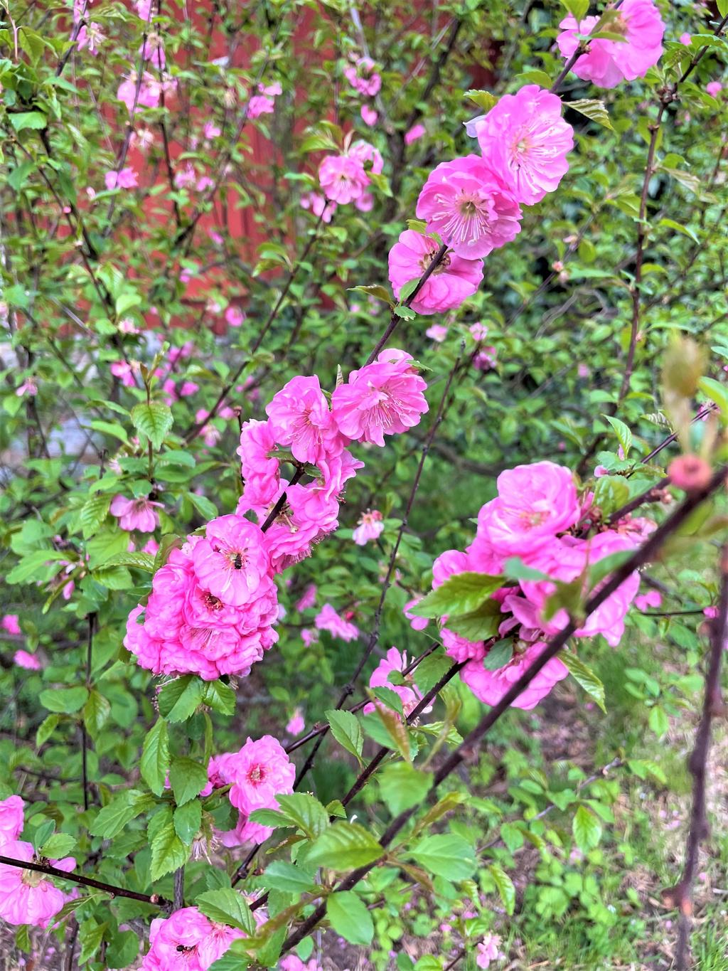 Blommor i trädgården, sommartid 