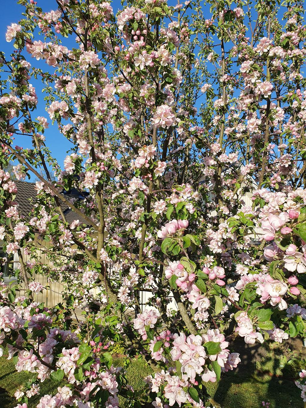 Säljarens egna bild - äppleträd i blom