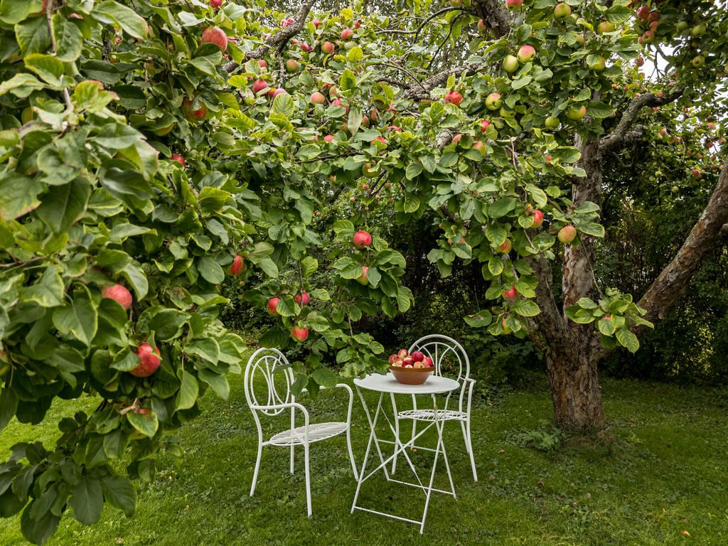 Dignande äppelträd