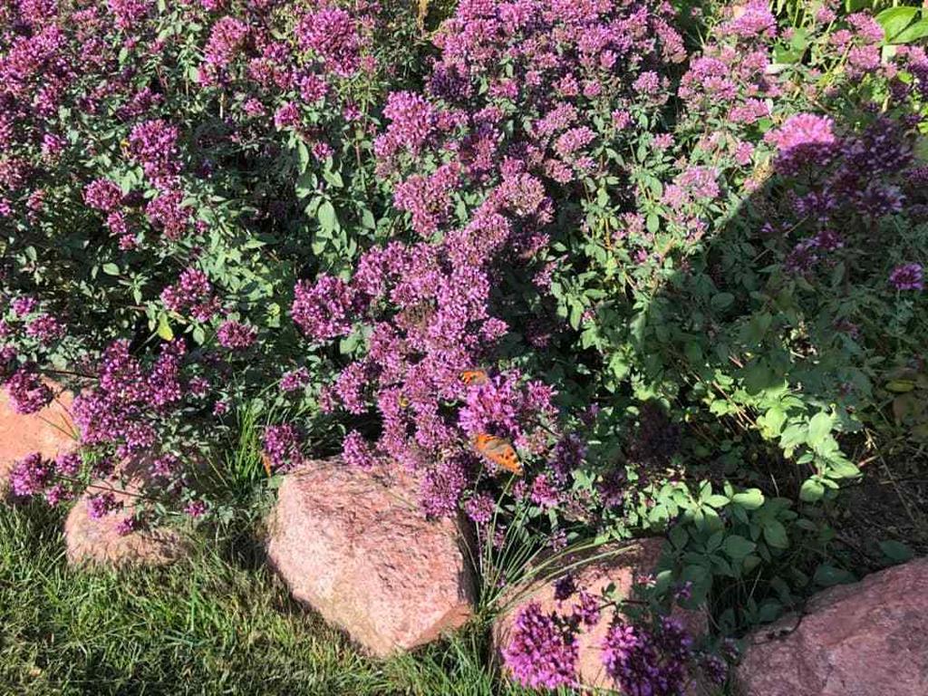 Säljares sommarbild