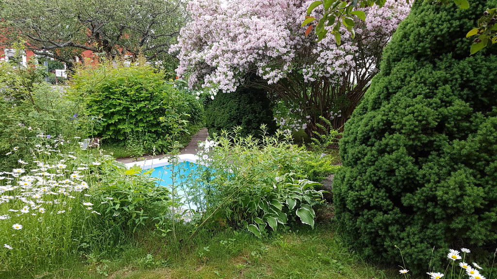 Säljarens sommarbild (nymålad damm 2019)