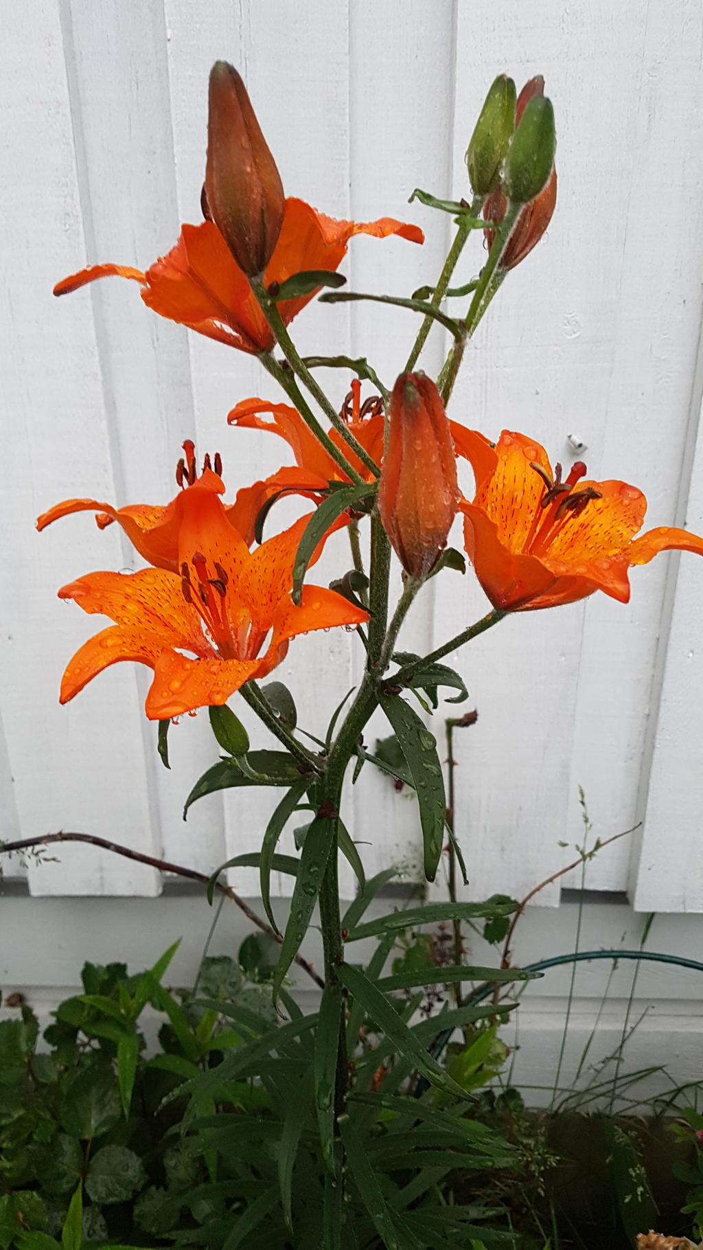 Säljarens sommarbild