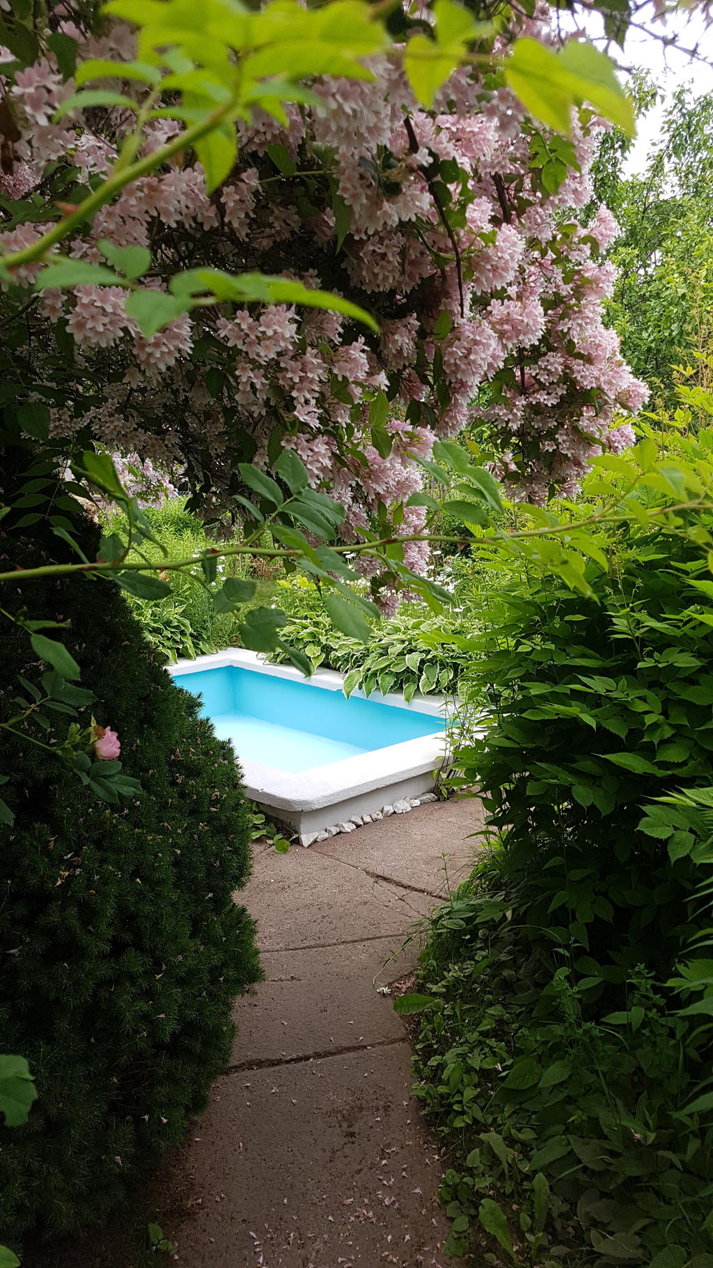 Säljarens sommarbild (nymålad damm 2019)