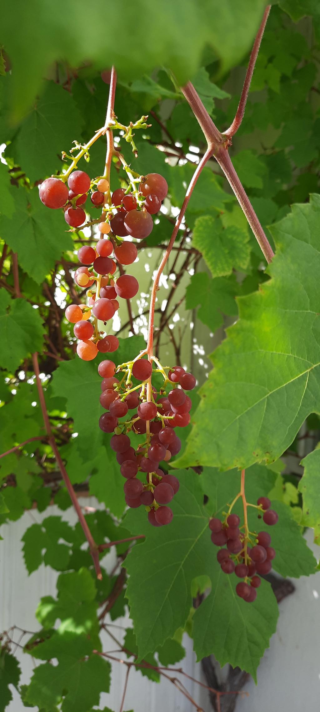 Säljarens sommarbild