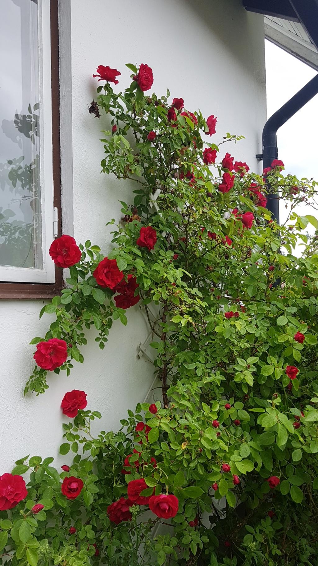 Säljarens sommarbild