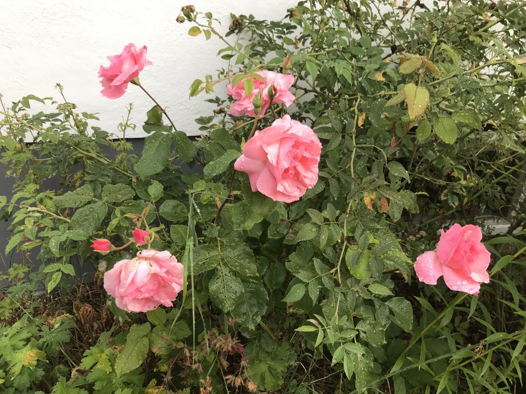 Säljarens sommarbild