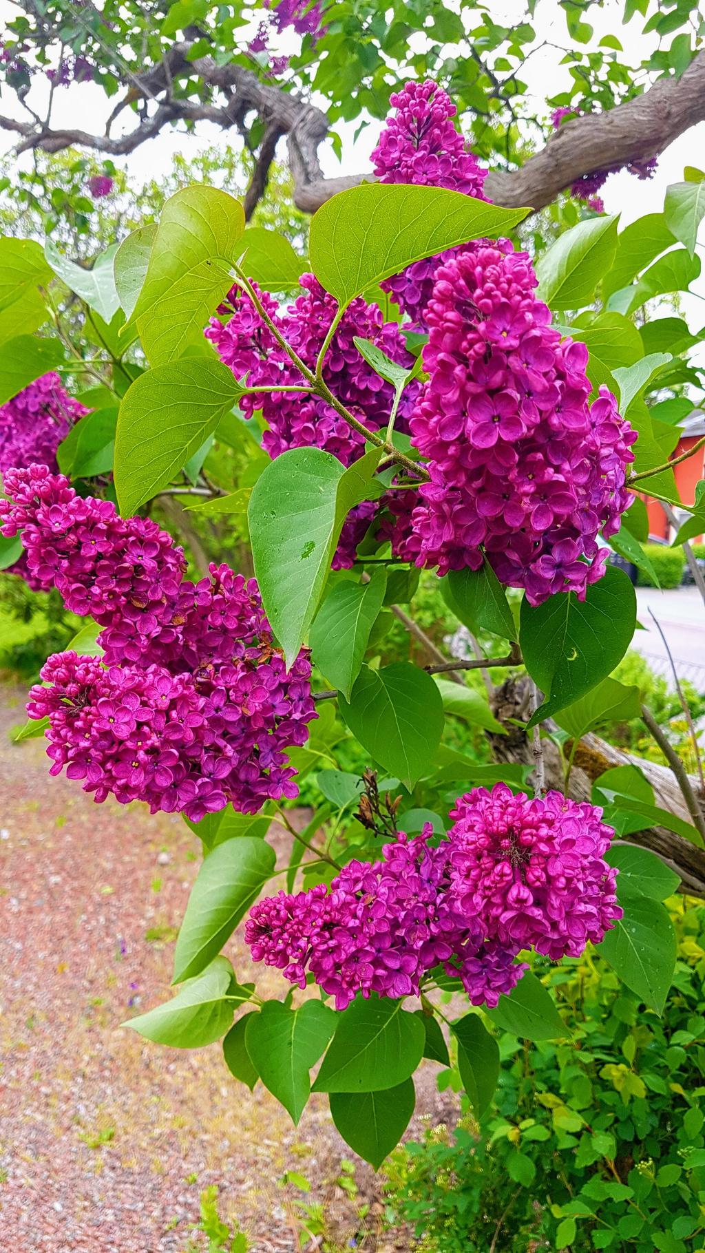 Säljarens sommarbild