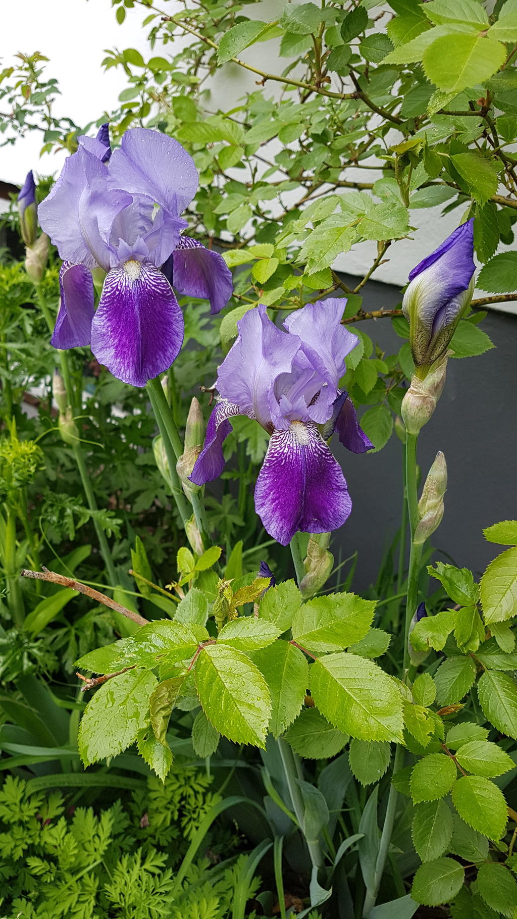 Säljarens sommarbild