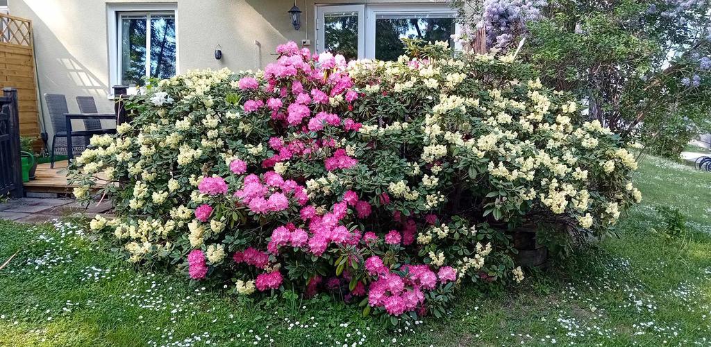 Säljarens egna sommarbild på uteplatsen 