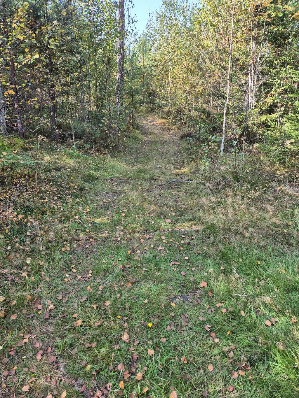 Vägen till jaktstugan