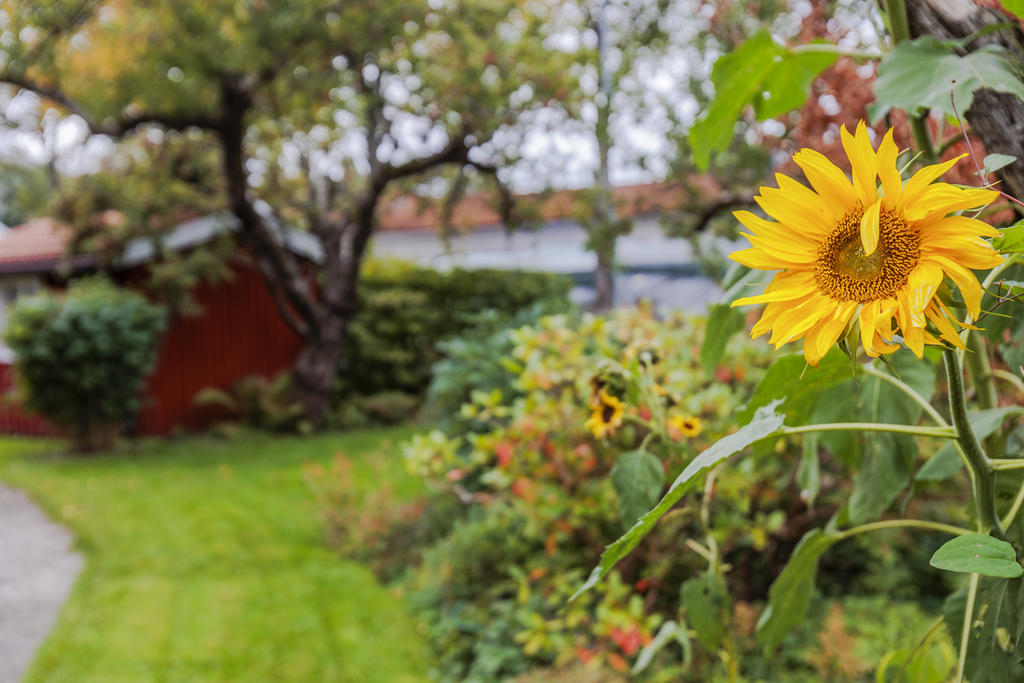 Detaljbild trädgården