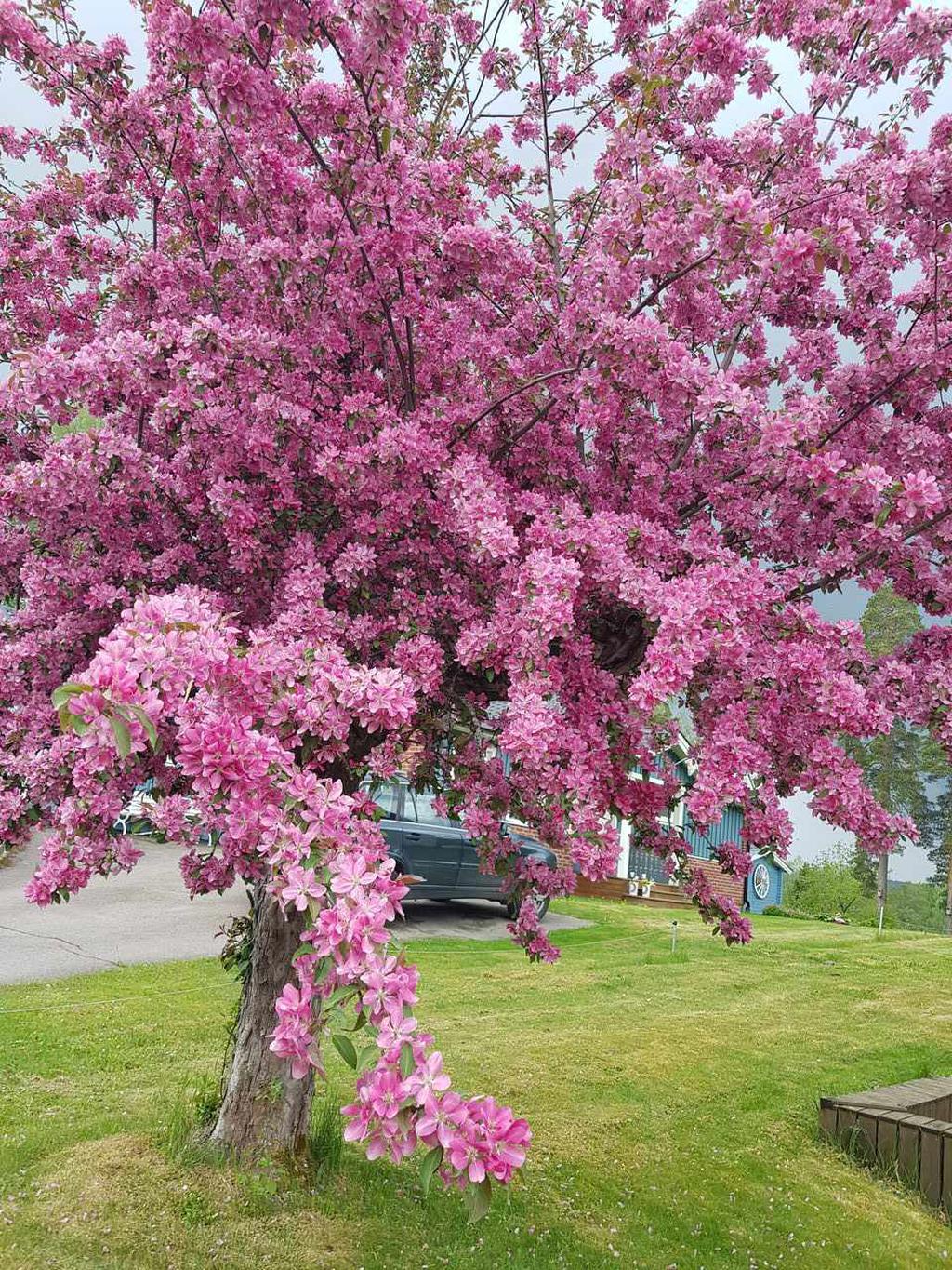 Säljarens egen bild