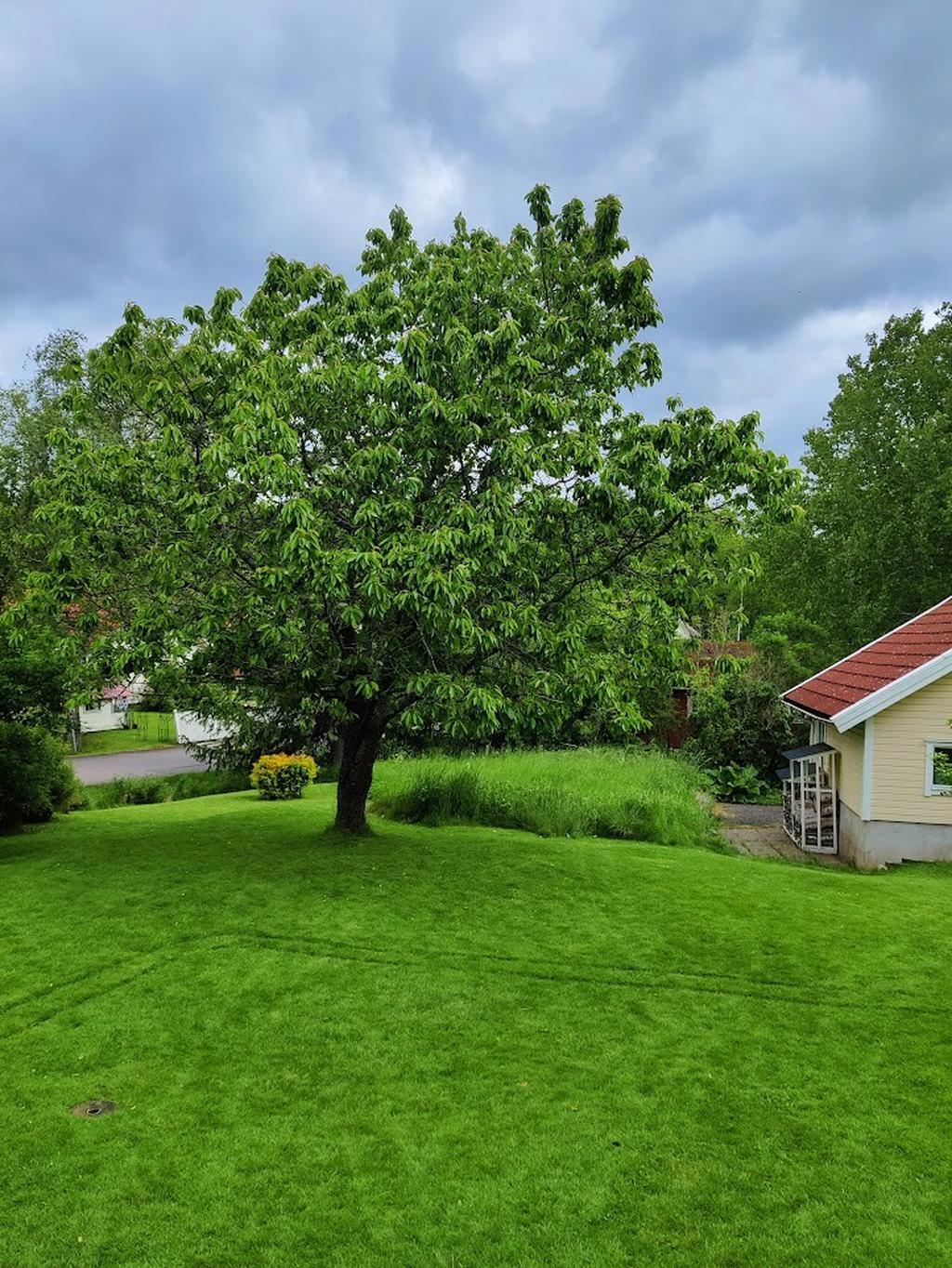 Gott om gräsytor för lek och spring (Säljarens bild) 