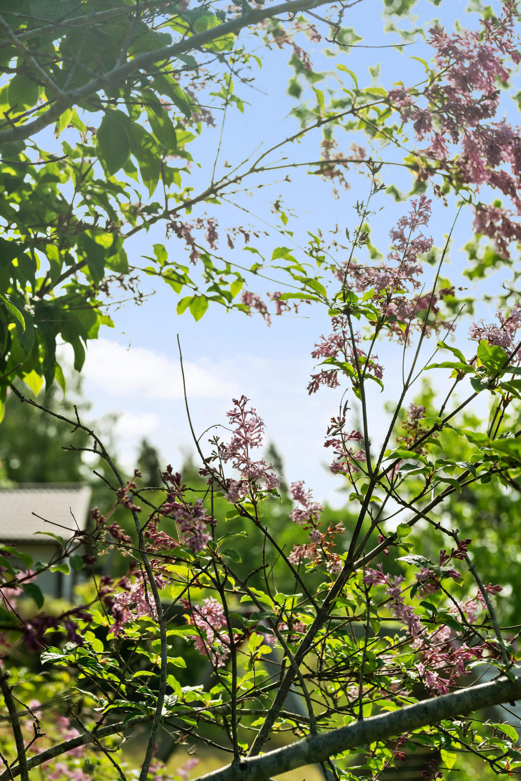  Tomten är generös och känns som två och har en fin gräsmatta där studsmattan får plats och självklart krocketmatcherna över midsommar. Här finns redan dessutom en klättervägg för den vågade.