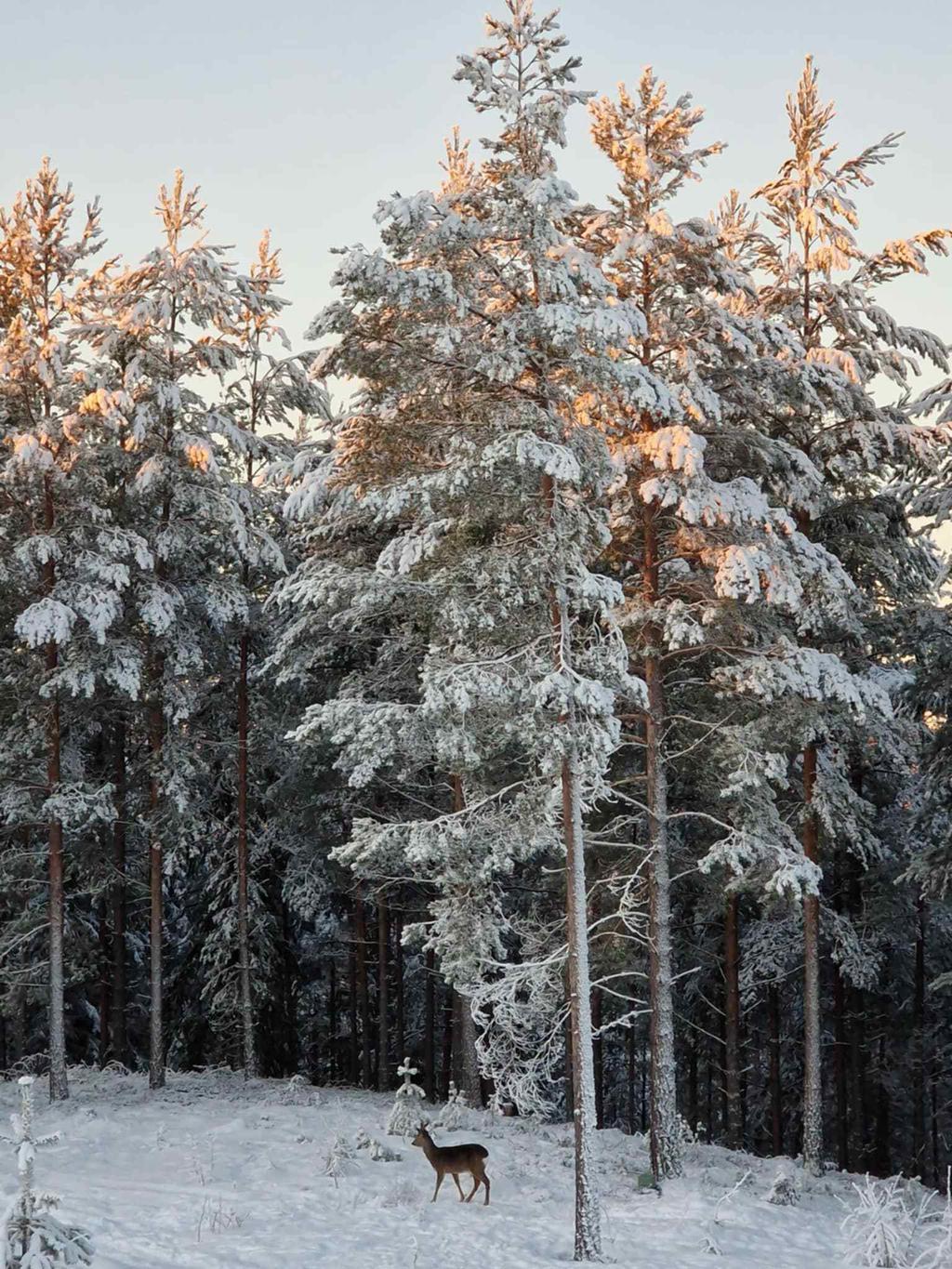 Säljarens bilder