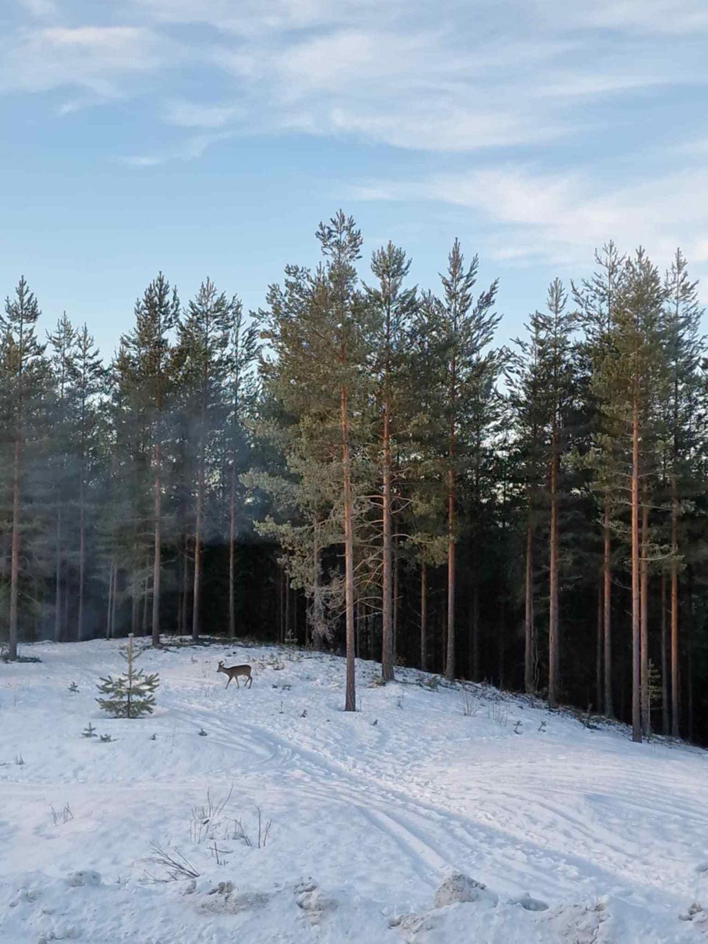 Säljarens bilder