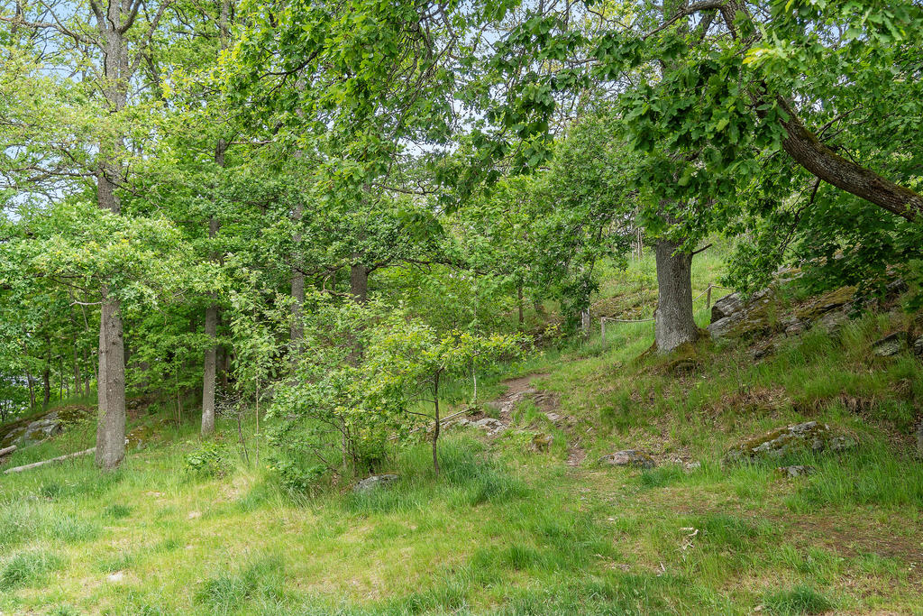 Skogsområde i anslutning till entré som ger en lugn känsla 