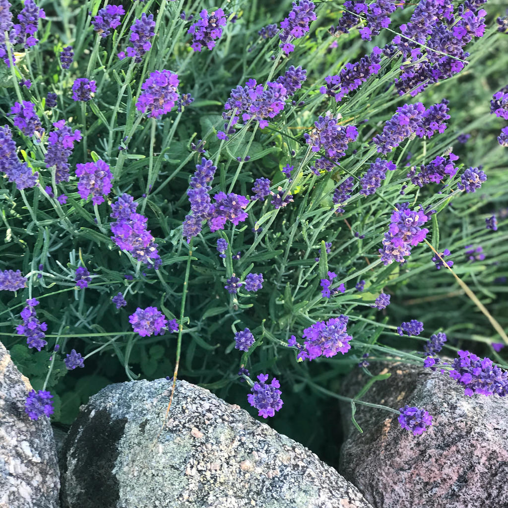 Detaljbild trädgård