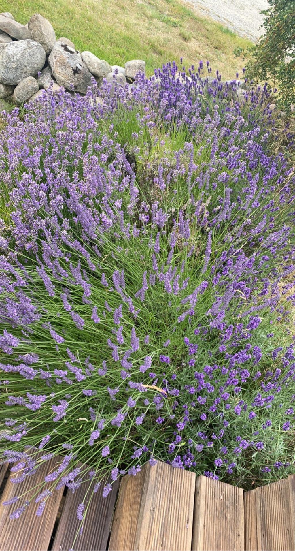 Detaljbild lavendel i trädgården