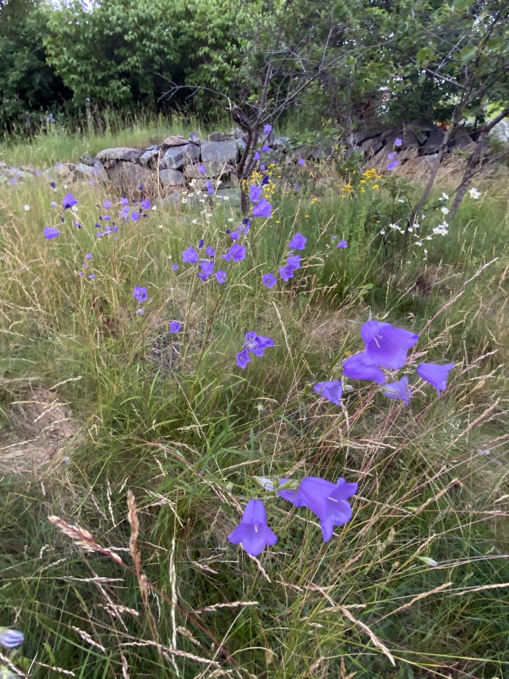 Blåcklockor växer vild, ur ägarens fotoalbum