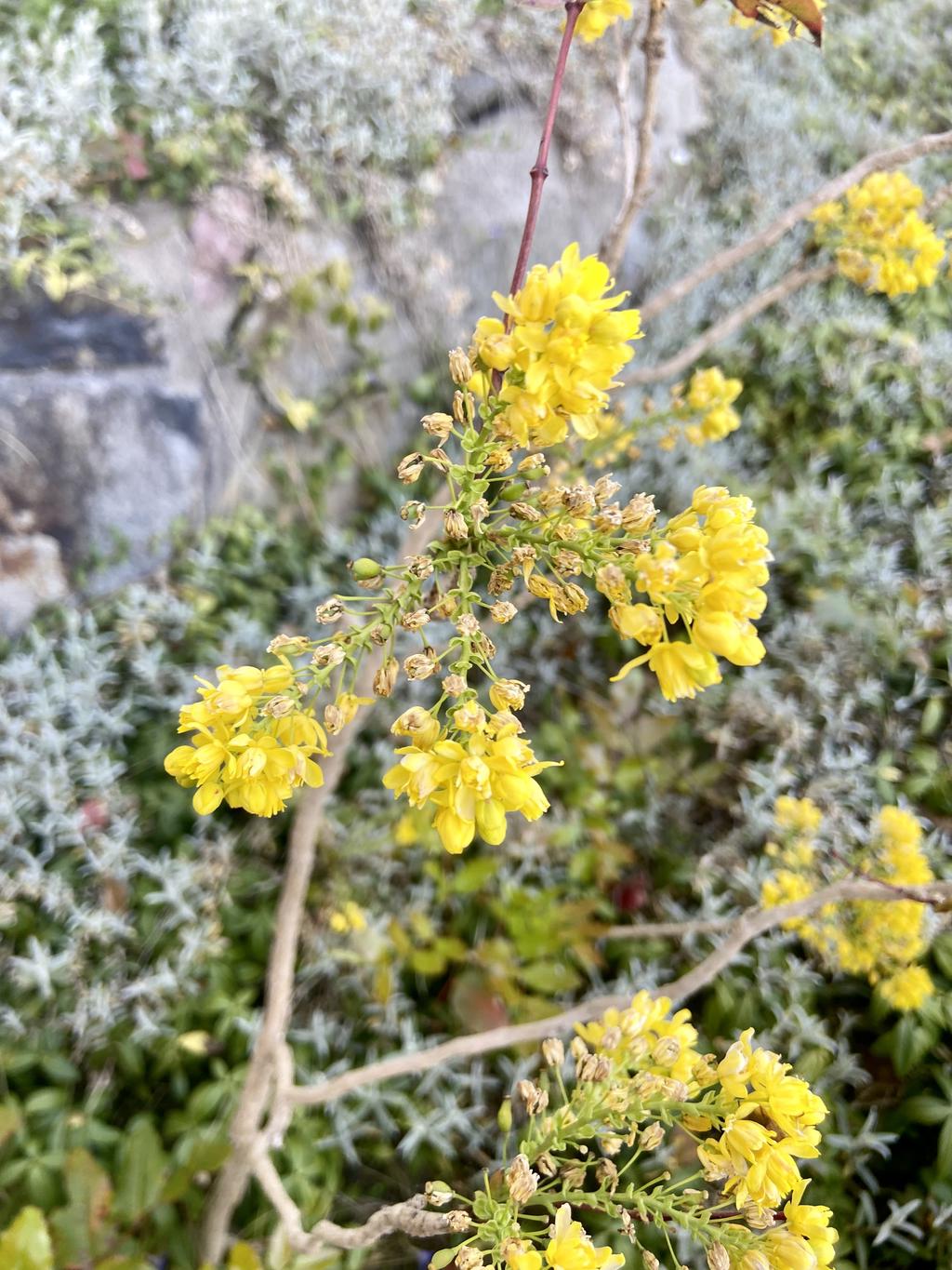 Berberis