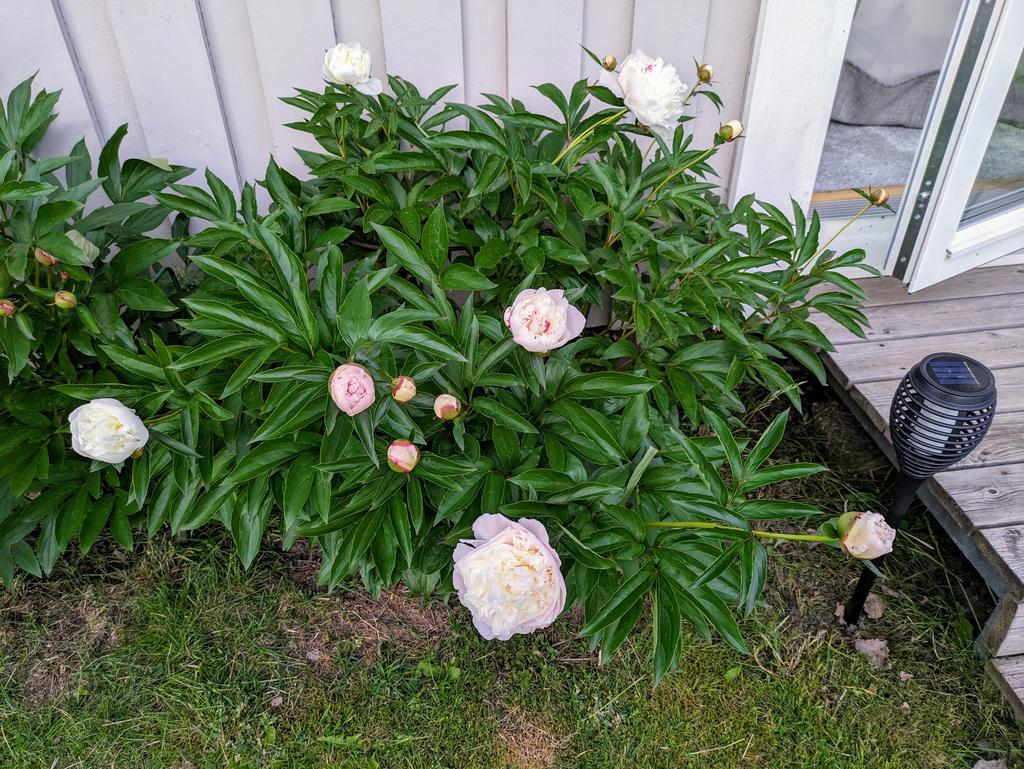Säljarens sommarbilder
