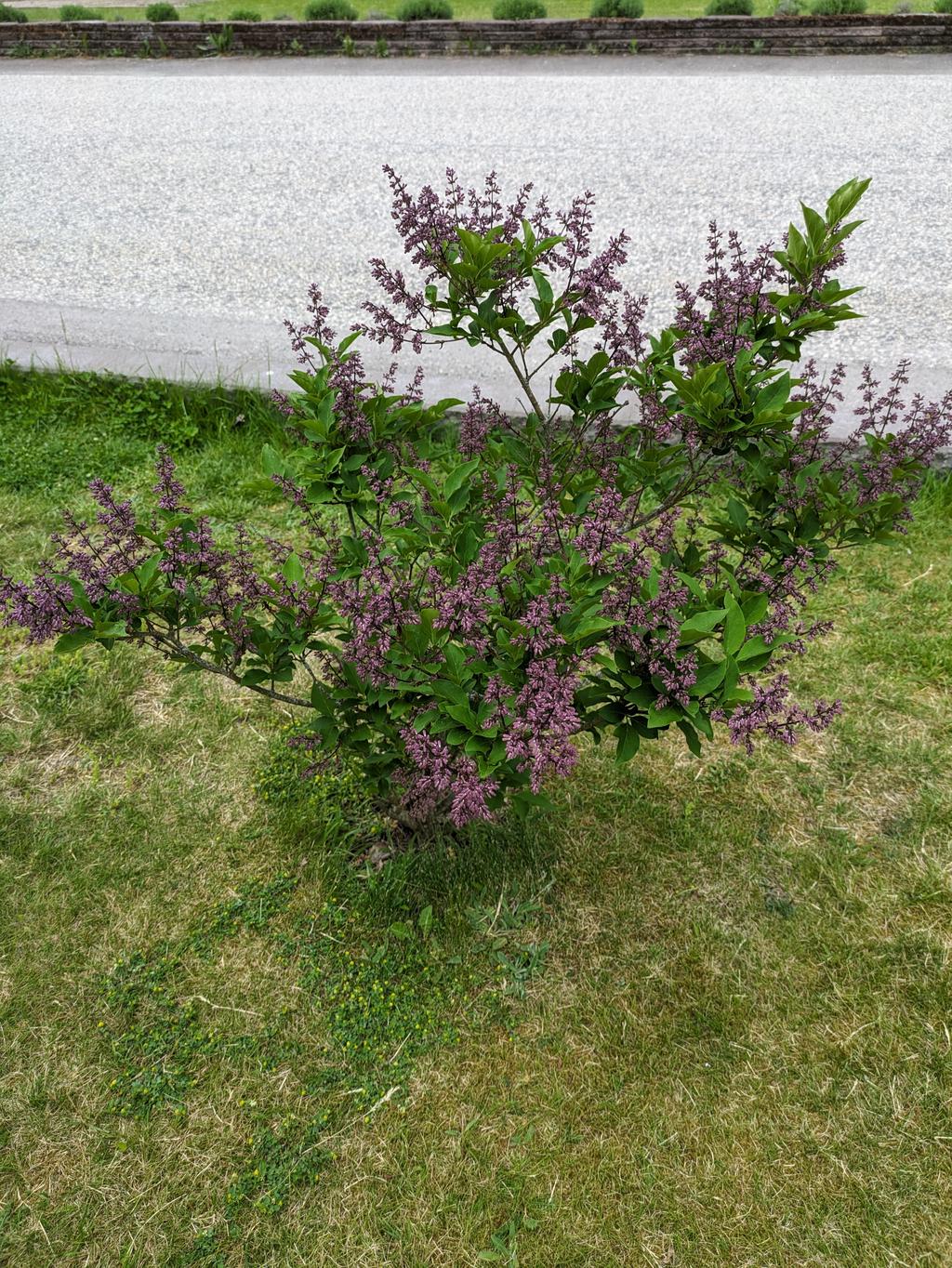 Säljarens sommarbilder