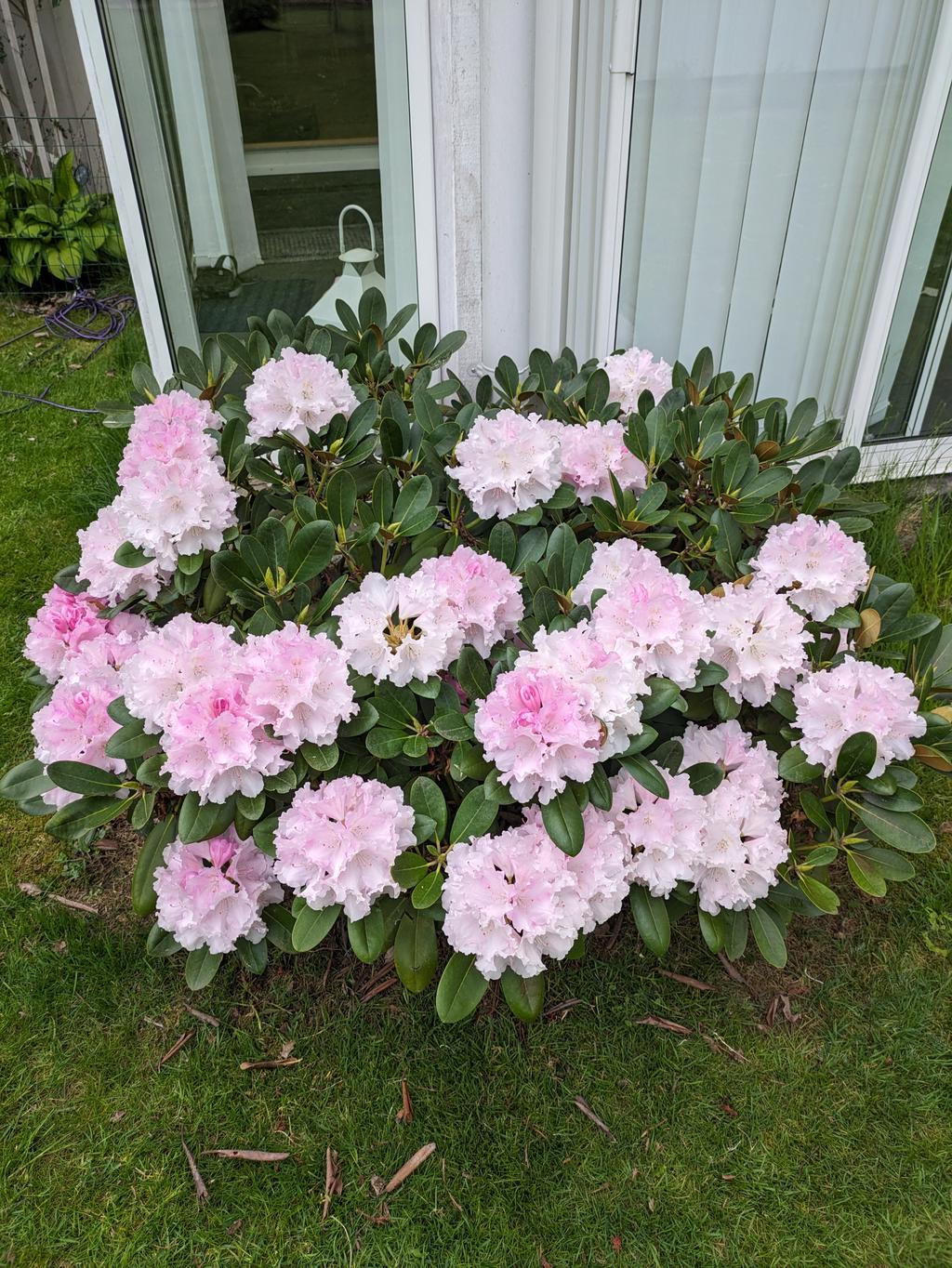 Säljarens sommarbilder