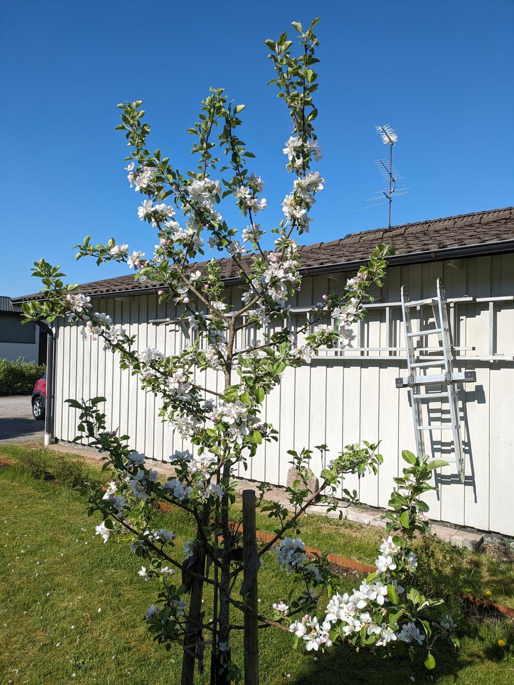 Säljarens sommarbilder