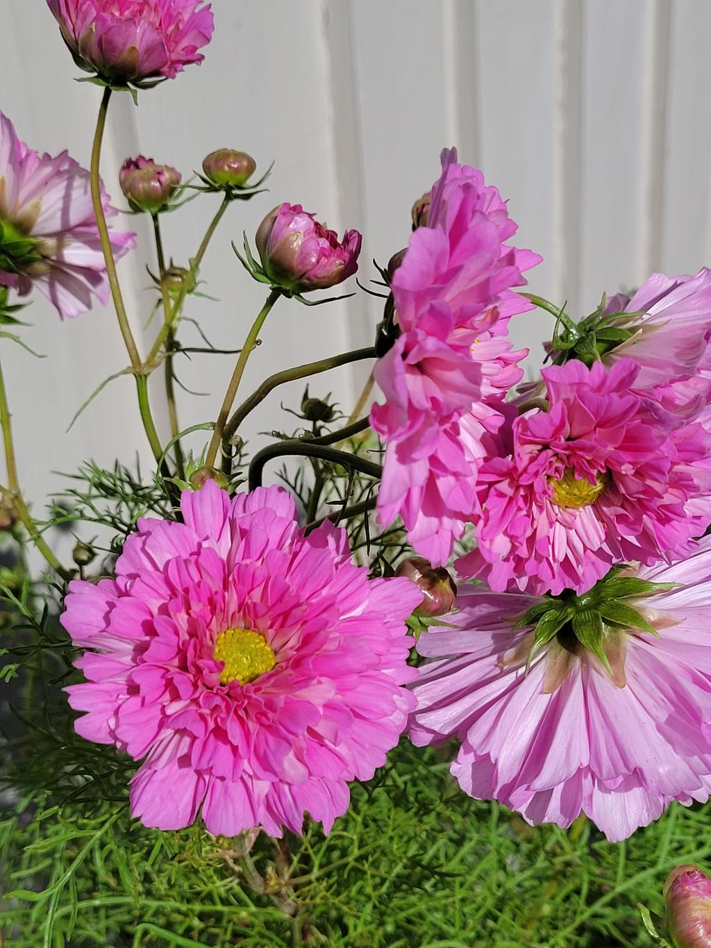 Säljarens sommarbilder