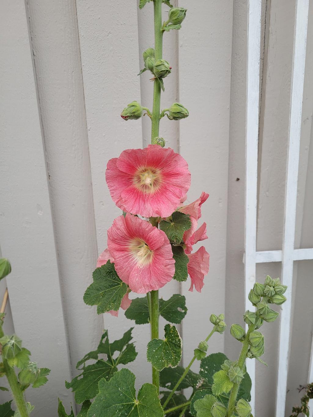 Säljarens sommarbilder